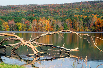A scenic body of water in Alabama. In the forefront there are old, dry branches. In the background there are tress of different colors.
