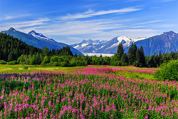 Field of flowers in Alaska