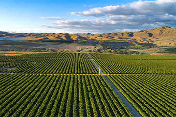 an agriculture field in California 