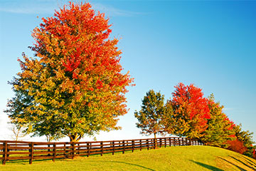 Row of trees in Kentucky changing colors from green to orange