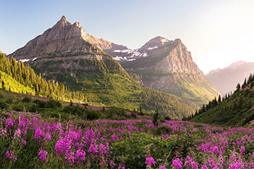 View of a Montana mountain and flowers