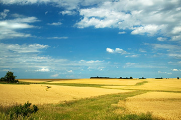 A view of a field in Nebraska