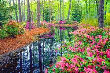 A waterside garden in South Carolina